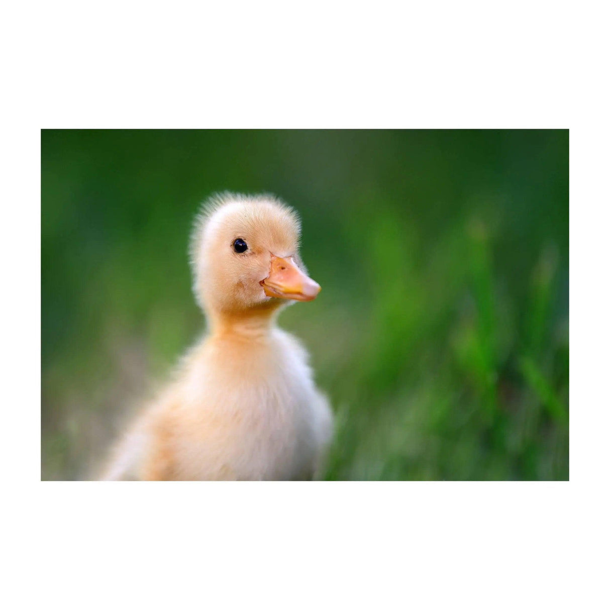 Cute duckling with fluffy feathers, showcasing vibrant colors on a blurred green background.