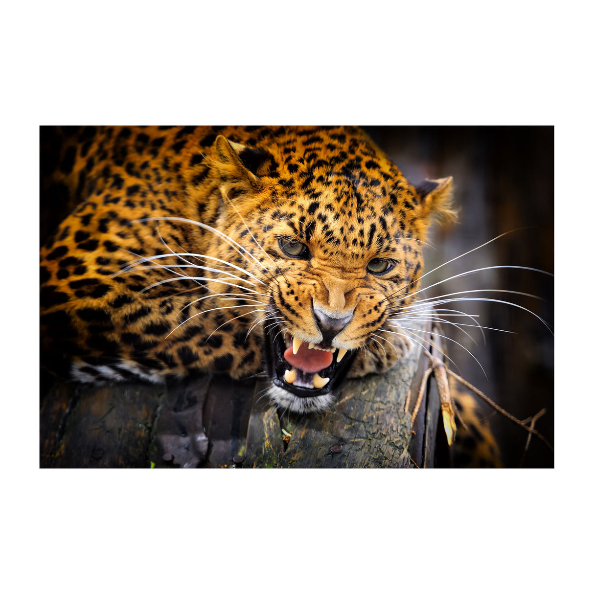 Jaguar Wallpaper Vinyl Decal Decor - Home Bedroom Peel And Stick Removable Art Wall Paper Sticker