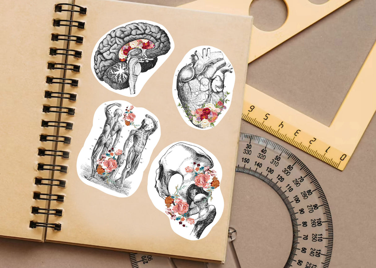 Anatomy Stickers for Hydroflask - Anatomical Decals for Science Lovers and Medical Students