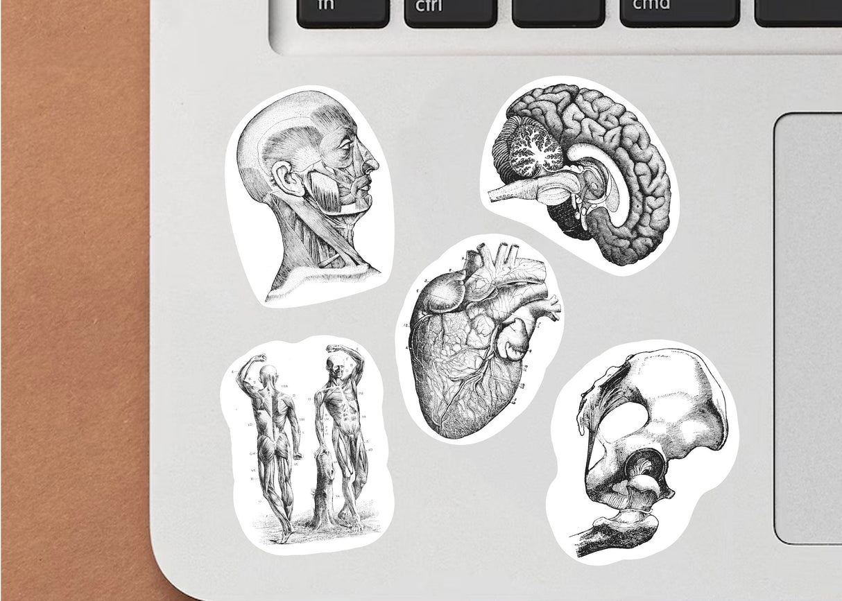Anatomical Decals - Medical Science Theme