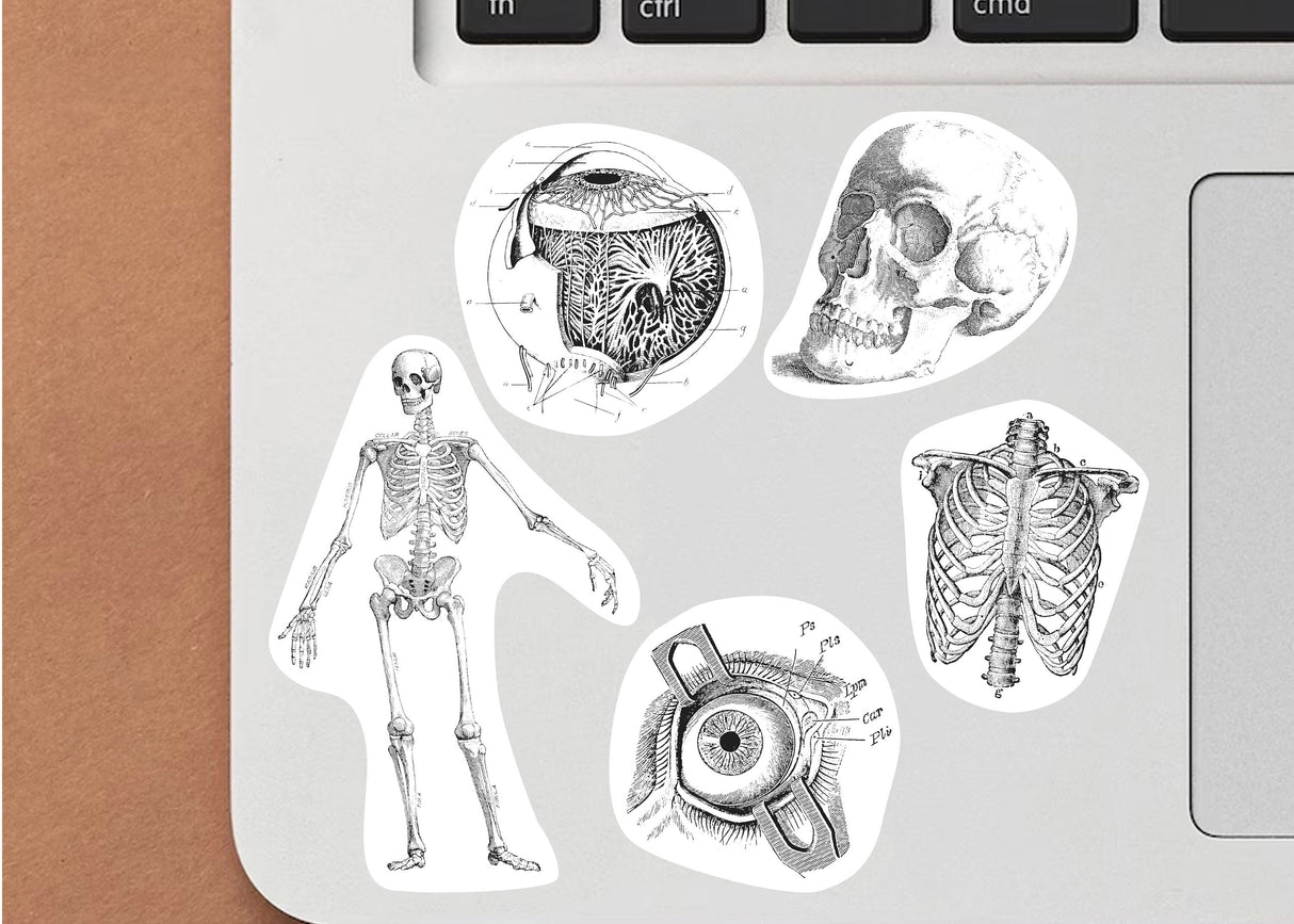 Anatomy Stickers for Hydroflask - Anatomical Decals Gift for Doctors and Medical Students