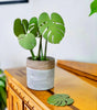 Stylish Monstera Leaf Coaster Set displayed in a decorative pot on a wooden surface, adding greenery to home decor.