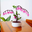 3D-printed Bleeding Hearts jewelry box with pink flowers and green leaves in a white pot, perfect romantic gift decor.
