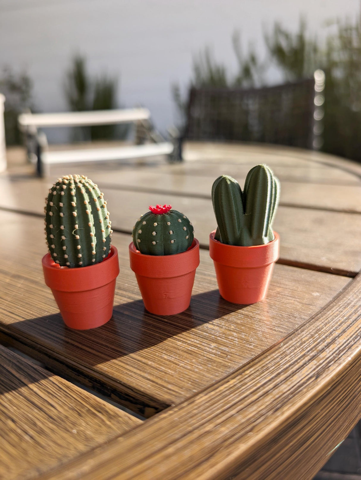 Three mini cacti in terracotta pots on a wooden table, perfect for desk decor and fidgeting.