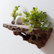 Root inspired floating shelf with potted plants, showcasing organic design and modern rustic decor.