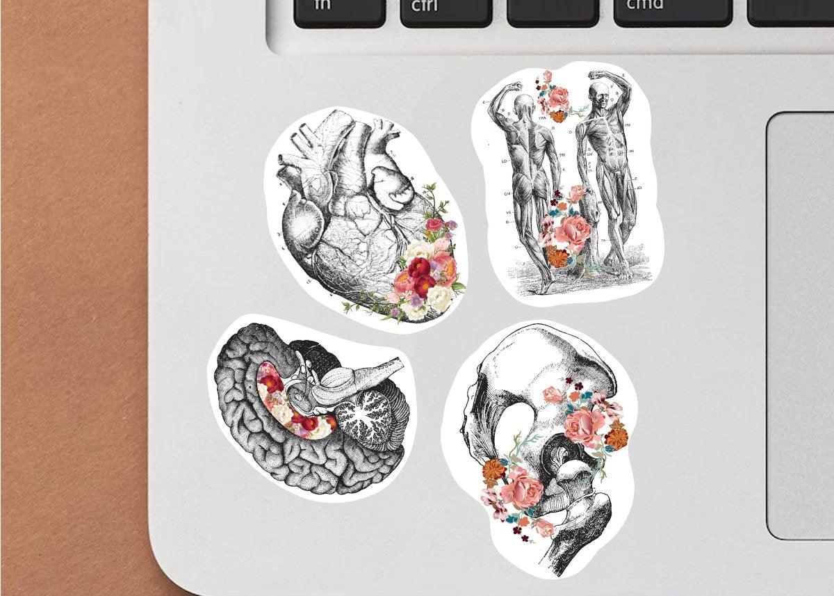 Anatomy-themed vinyl decals featuring heart, brain, and human figures with floral designs on a laptop surface.