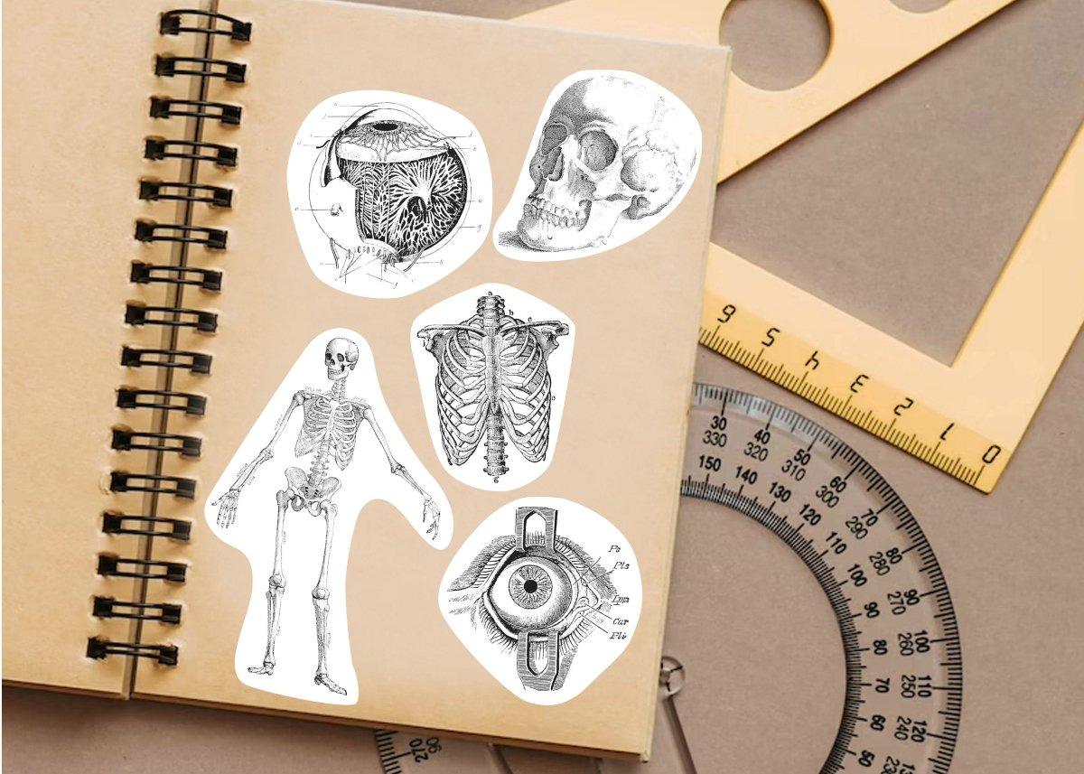 Anatomy stickers on a notebook featuring human body designs like skeleton, skull, and eye anatomy.