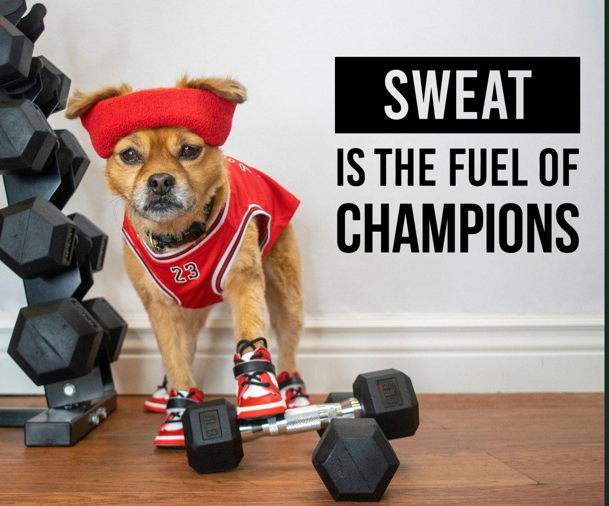 Dog in workout gear with weights and motivational quote 'Sweat is the fuel of champions'