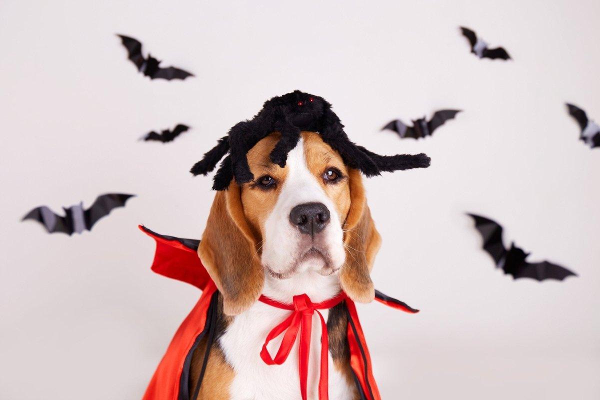 Beagle dog dressed as a vampire with bats, perfect for Halloween decorations and festive spirit.