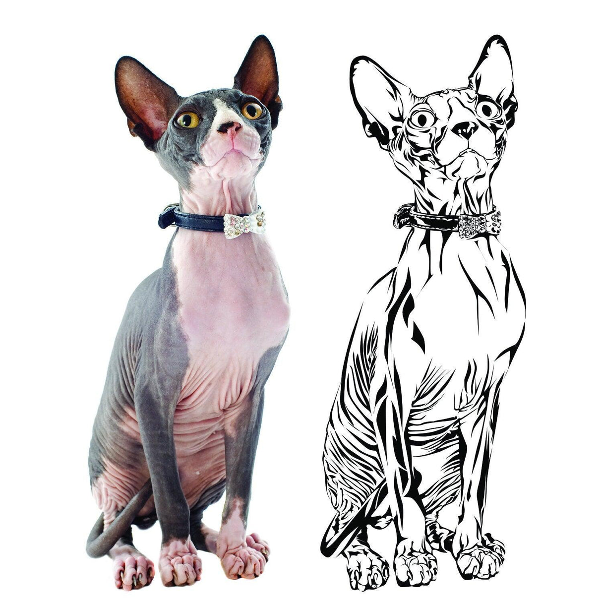 Custom wall decal features a Sphynx cat alongside its artistic line drawing form.