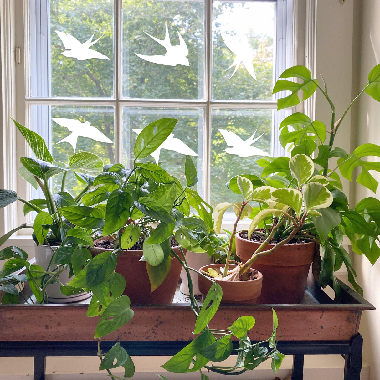 Indoor window with bird strike decals and lush green houseplants in terracotta pots.