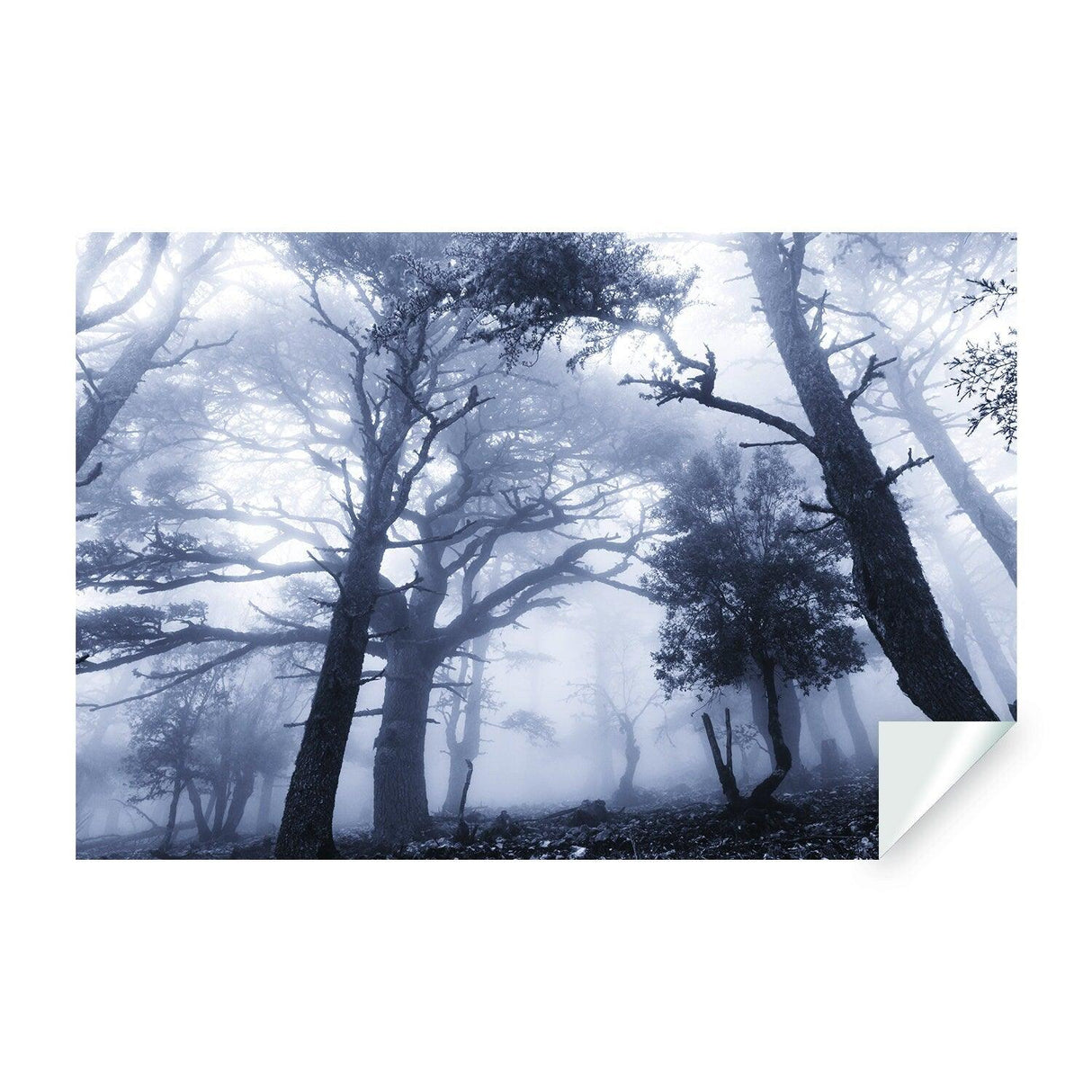 Foggy forest wallpaper decal featuring tall trees in a misty atmosphere, perfect for home décor.