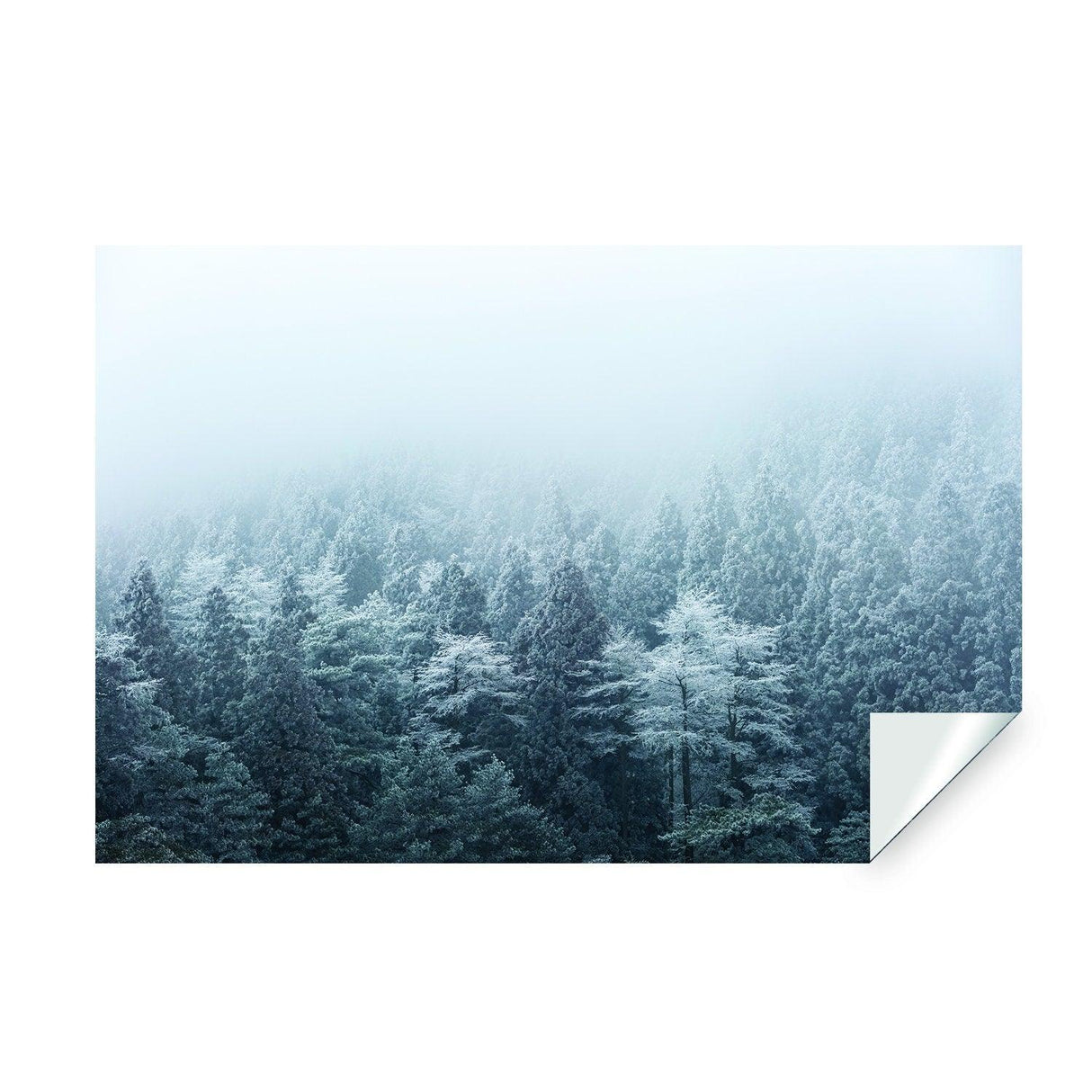 Foggy forest wallpaper decal featuring tall trees and a misty atmosphere, ideal for home decor.