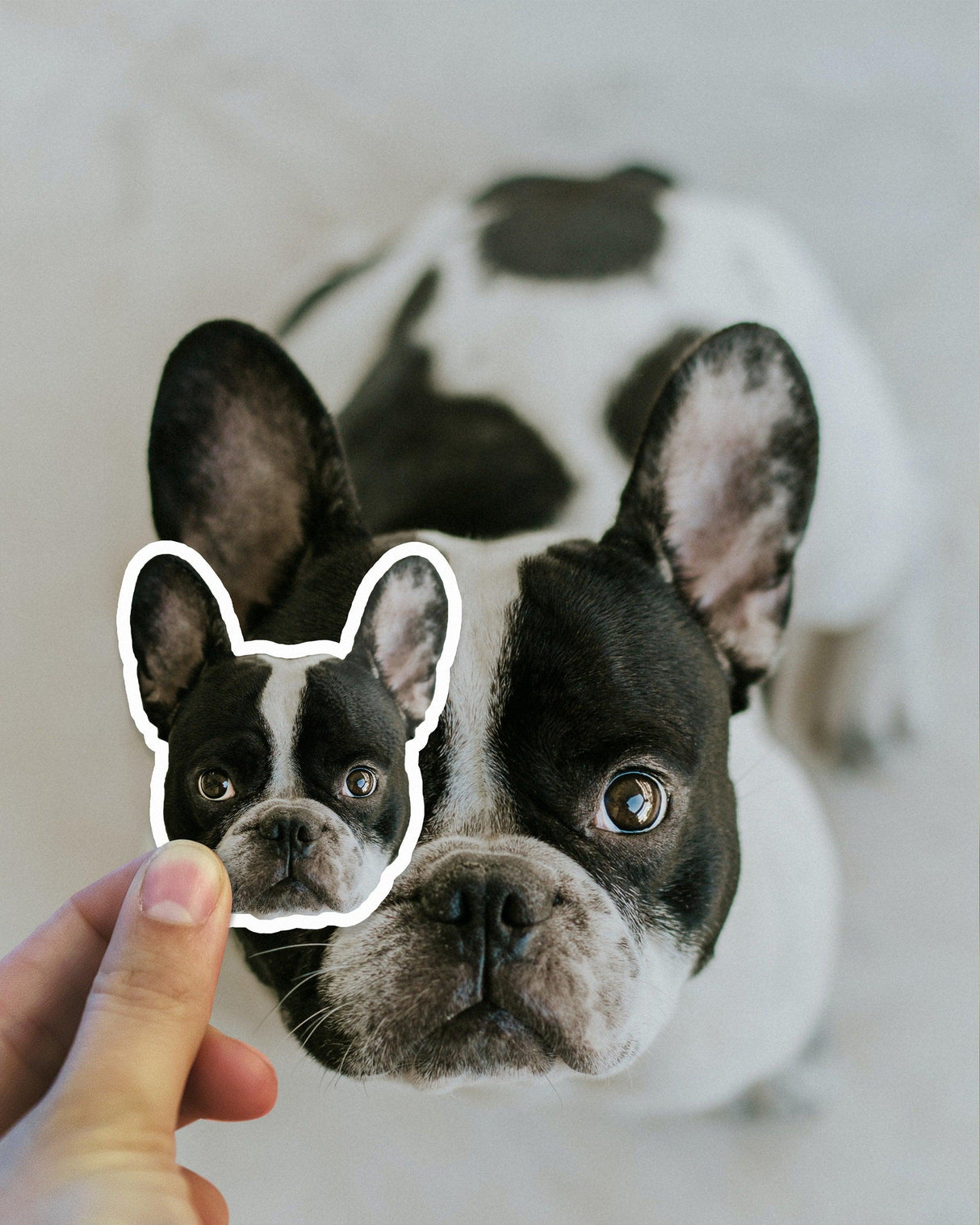Close-up of a hand holding a die cut sticker of a French Bulldog in front of the real dog.
