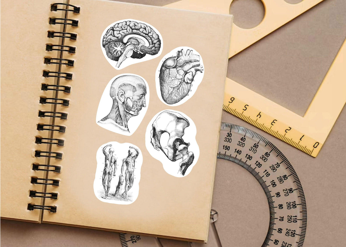 Anatomy stickers for Hydroflask displayed on a sketchbook, showcasing human body illustrations for science lovers.