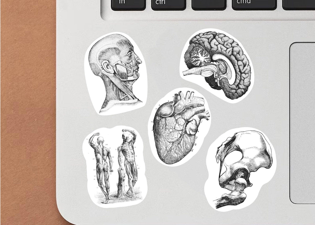 Anatomy stickers featuring human body illustrations on a laptop, ideal for science lovers and medical students.