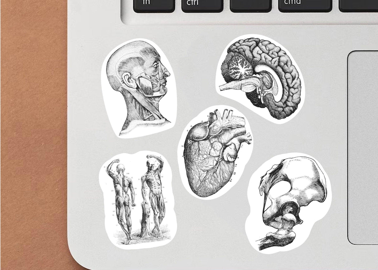 Anatomy stickers featuring human figures, heart, brain, and skull on a laptop for science enthusiasts.