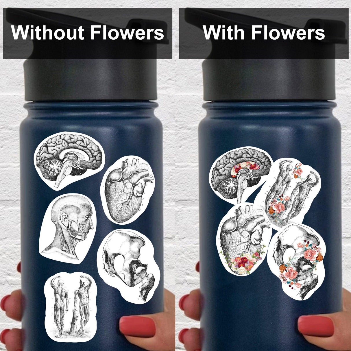 Anatomy stickers on Hydroflask showcasing designs with and without flowers for science lovers.