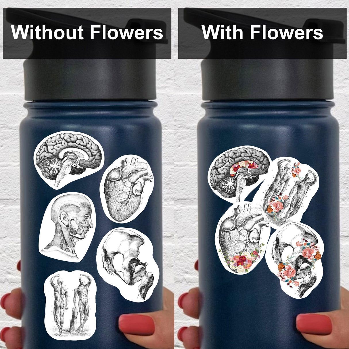 Anatomy stickers for Hydroflask displayed with and without floral designs, ideal for science lovers.