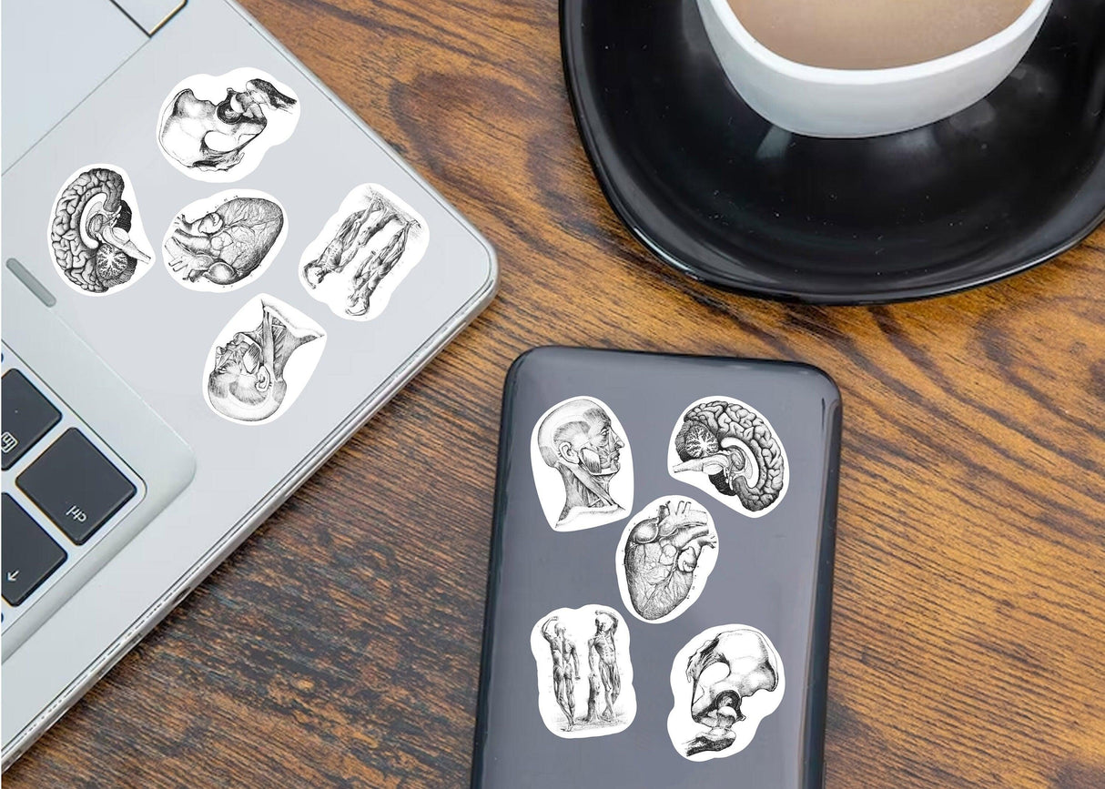 Anatomy stickers on a laptop and phone, featuring detailed anatomical illustrations for science lovers.