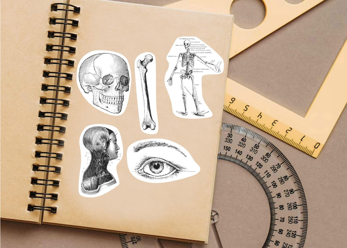 Anatomy stickers featuring a skull, skeleton, human profile, and eye on a notebook with drafting tools.