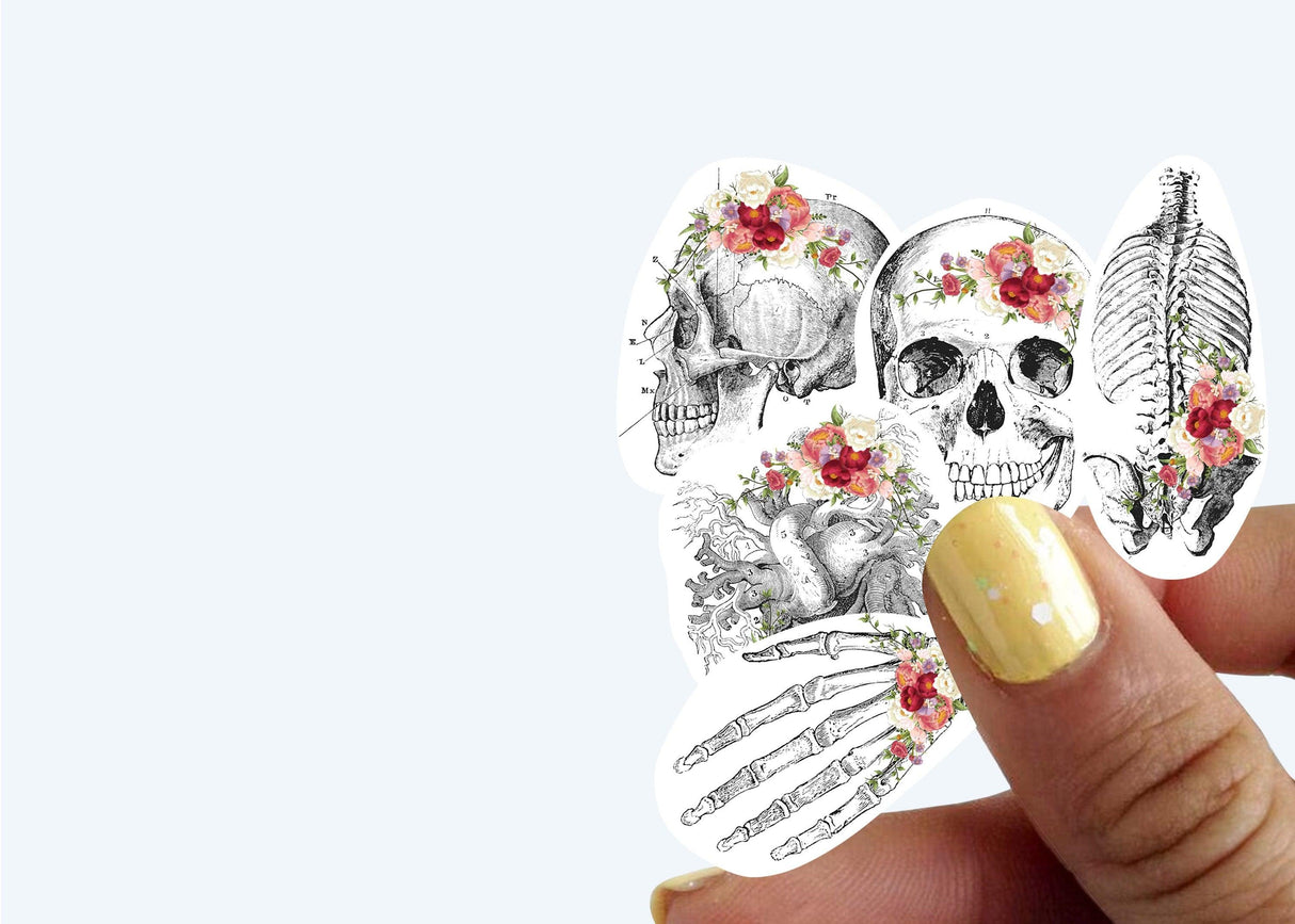 Hand holding floral anatomy stickers featuring skulls and skeleton design for educational use.