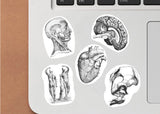 Anatomical Decals - Medical Science Theme