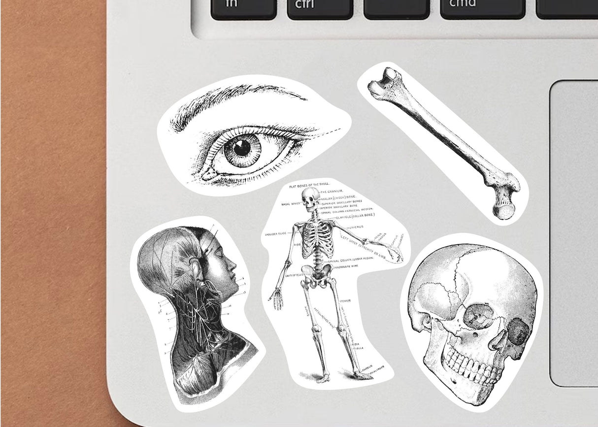 Anatomy Stickers for Hydroflask - Anatomical Decals Gift for Doctors and Medical Students
