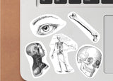 Anatomy Stickers for Hydroflask - Anatomical Decals Gift for Doctors and Medical Students