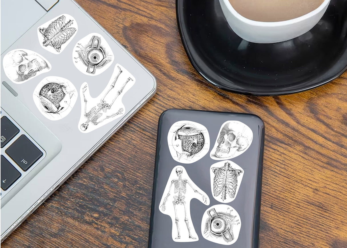 Anatomy Stickers for Hydroflask - Anatomical Decals Gift for Doctors and Medical Students