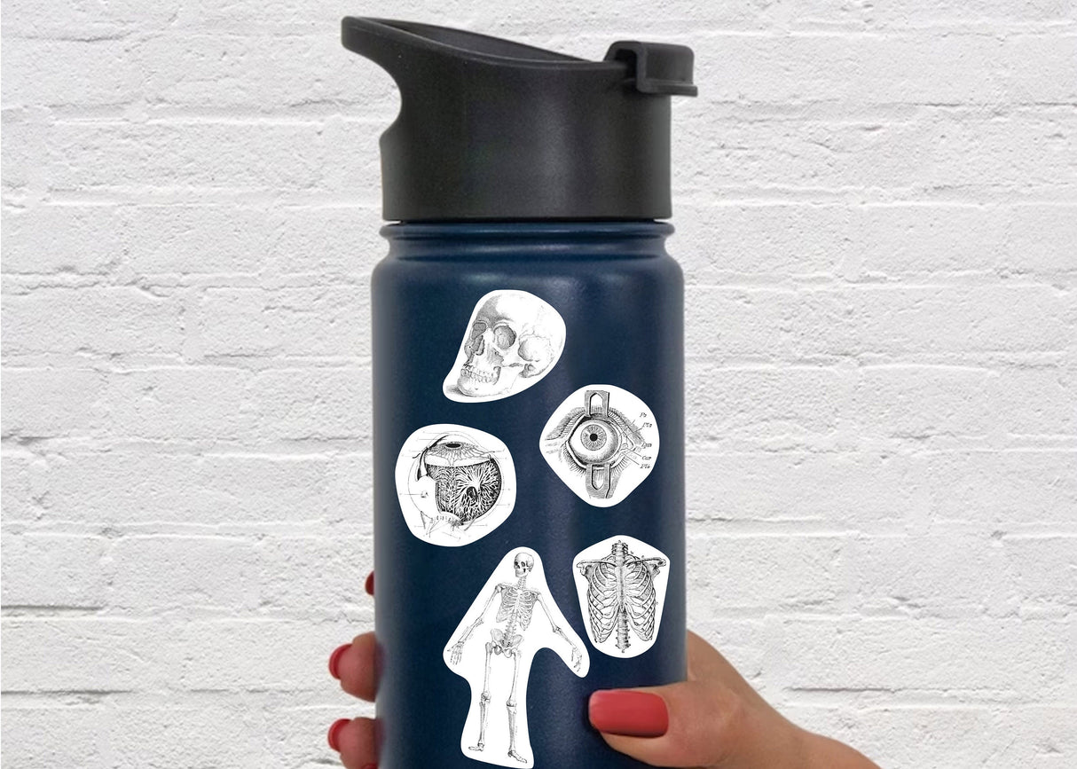 Anatomy Stickers for Hydroflask - Anatomical Decals Gift for Doctors and Medical Students
