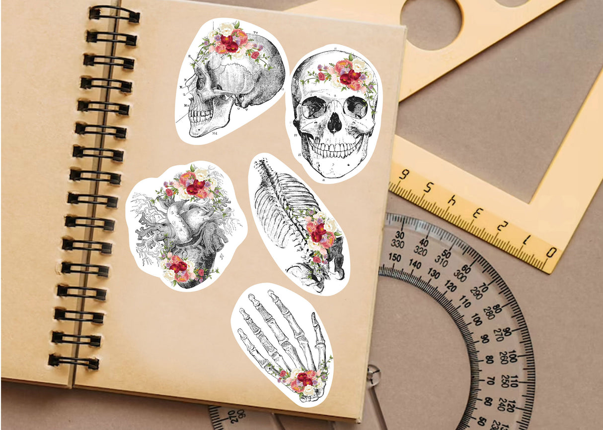 Anatomy Skeleton Decals - Medical School Decor