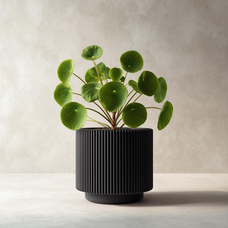 Black cylindrical 3D printed planter with vertical ribbed grooves, shown with a green indoor plant for illustration; plant not included.