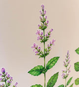 Peppermint Herb Border Wall Vinyl Decal | Piparmünt Botanical Sticker | Watercolor Mint Plant Wall Art | Kitchen Garden Decor | Greenery