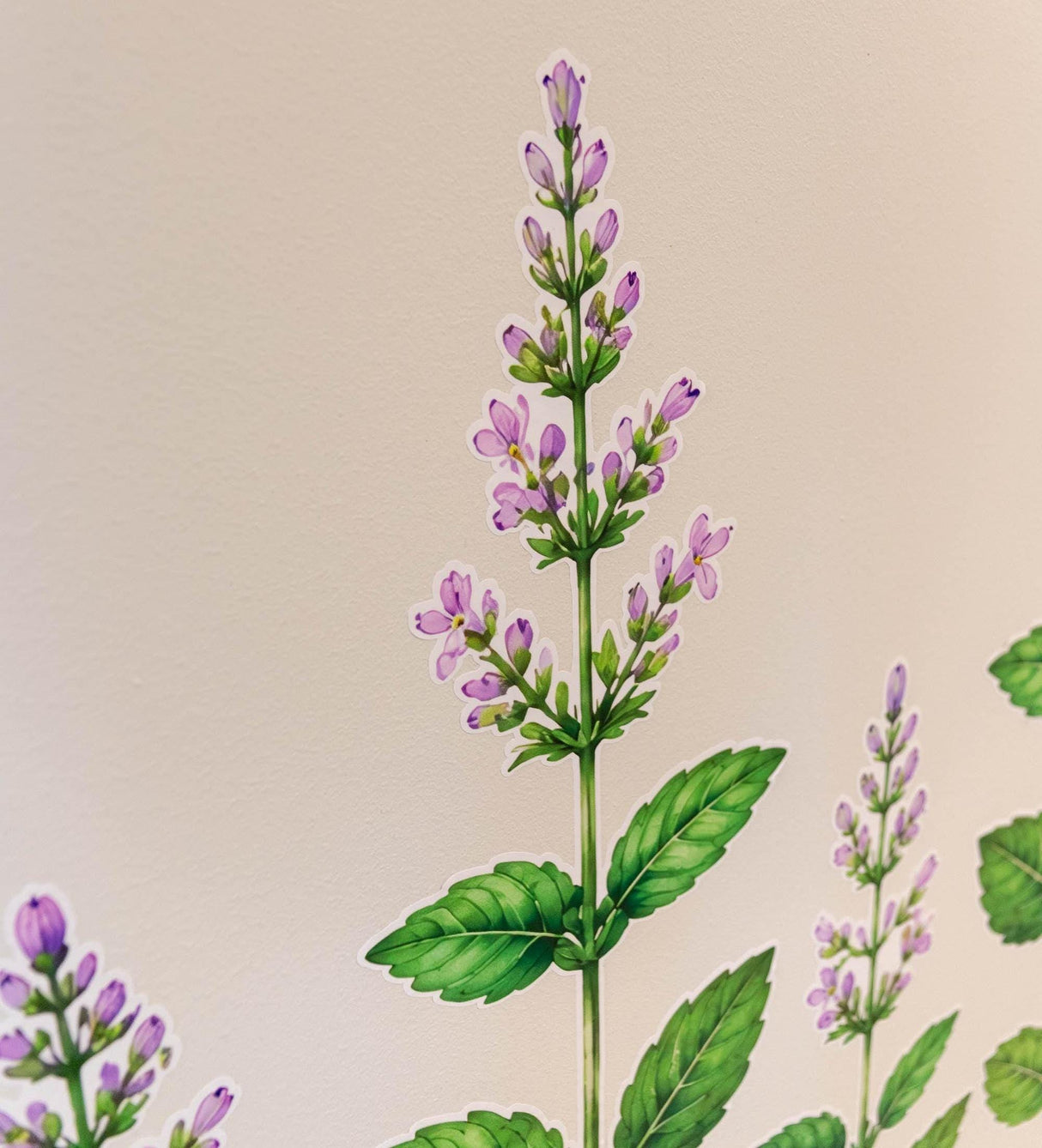 Peppermint Herb Border Wall Vinyl Decal | Piparmünt Botanical Sticker | Watercolor Mint Plant Wall Art | Kitchen Garden Decor | Greenery